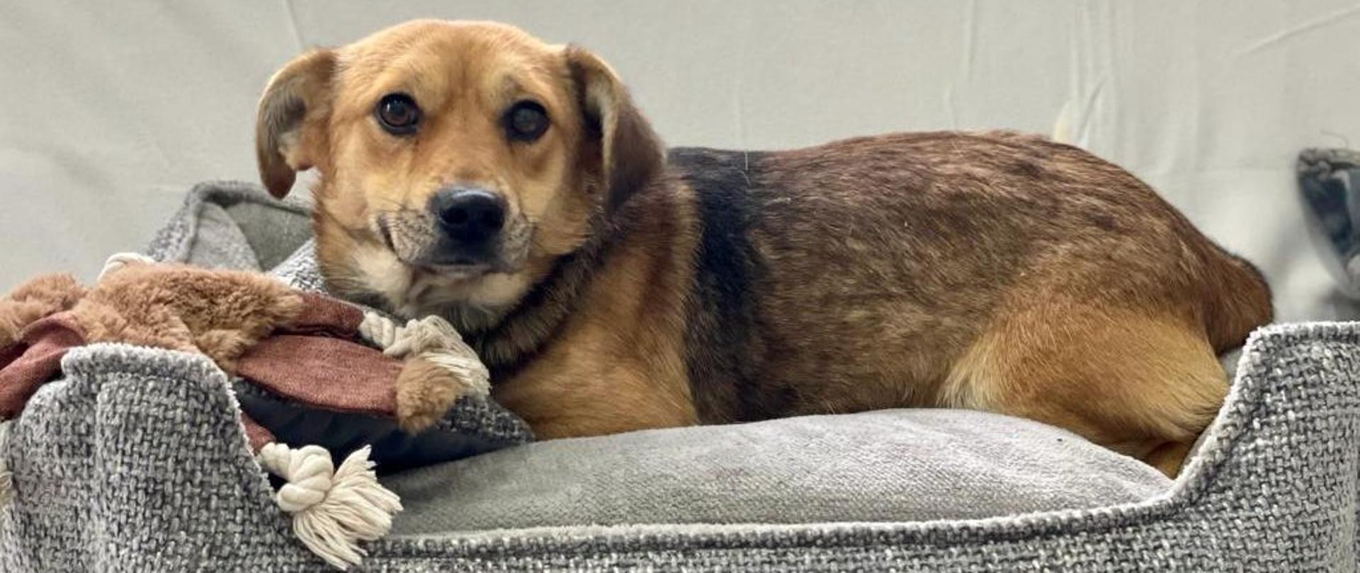 Na zdjęciu widać brązowego psa o krótkiej sierści, leżącego wygodnie na miękkim, szarym legowisku. Ma łagodne spojrzenie, delikatny pyszczek i wygląda na spokojnego oraz pełnego ciepła psiaka.