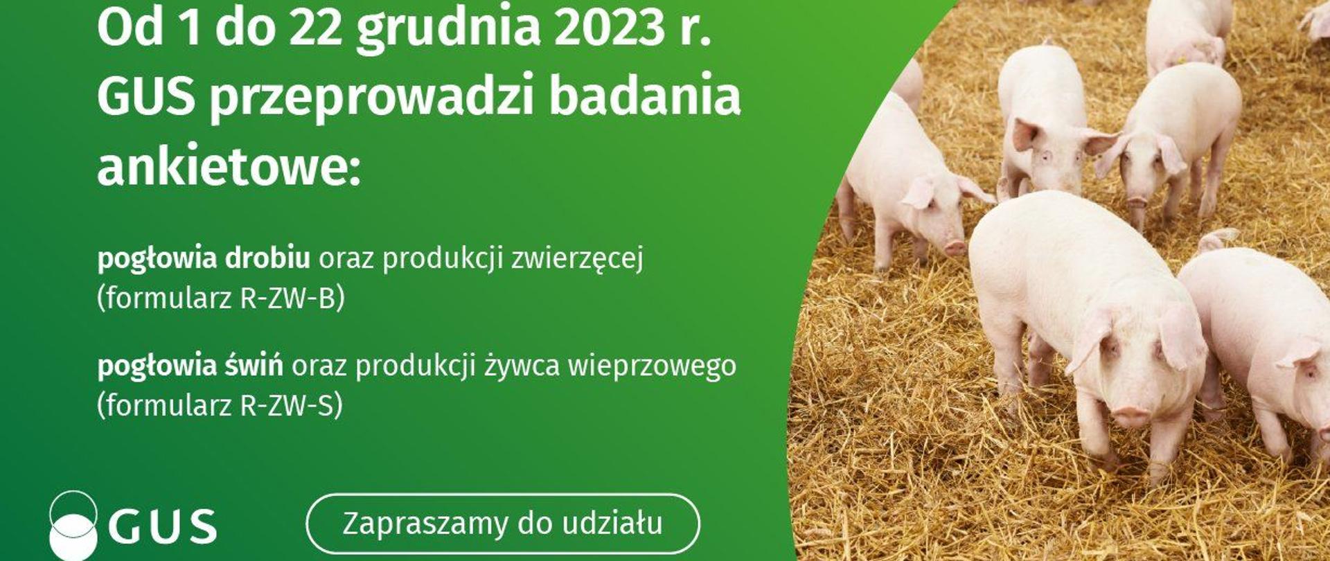 Informacja plus grafika świnki
