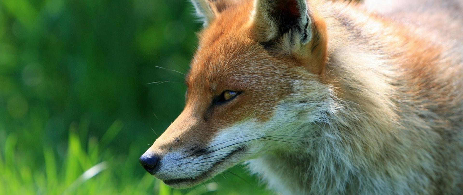 Lis pospolity zwany lisem rudym, w tle zieleń trawy i krzewów