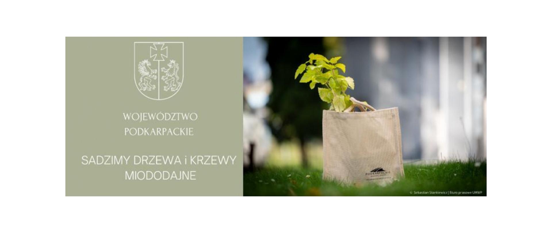 Sadzimy drzewa i krzewy miododajne