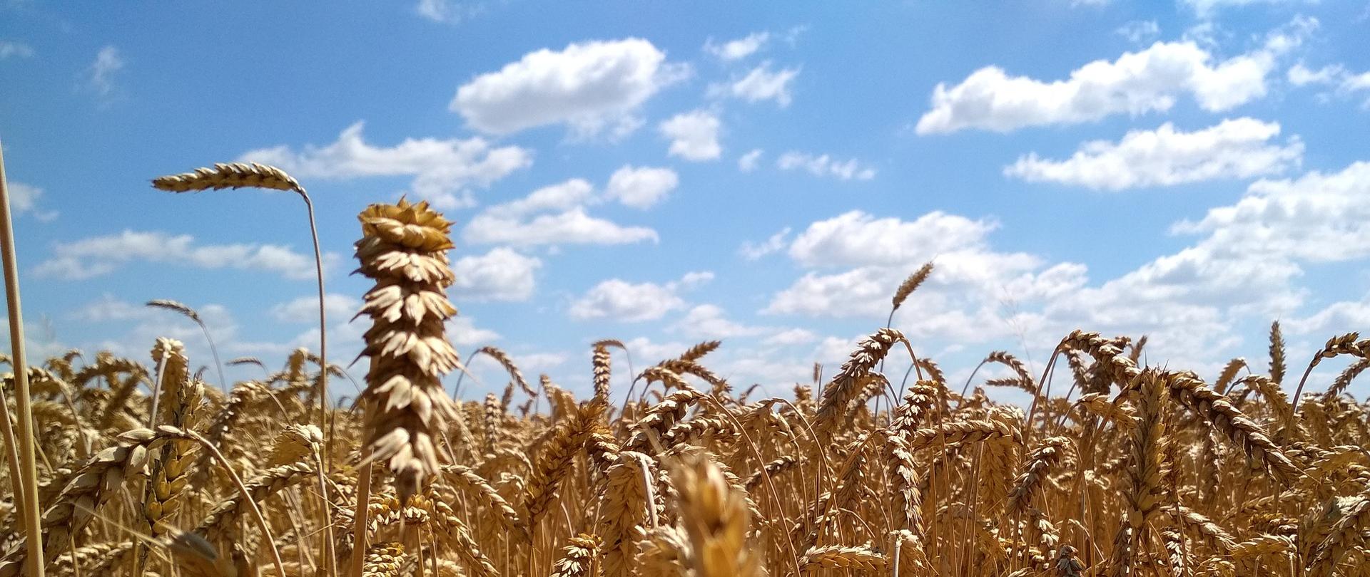 Pole zboża na tle lekko zachmurzonego nieba