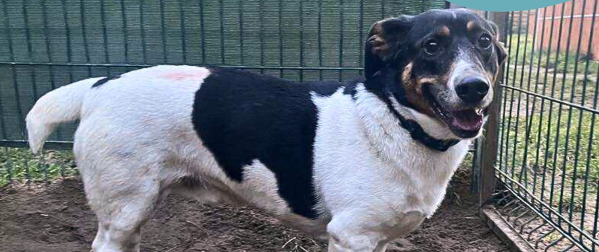 Pies stojący przy ogrodzeniu wybiegu dla psów