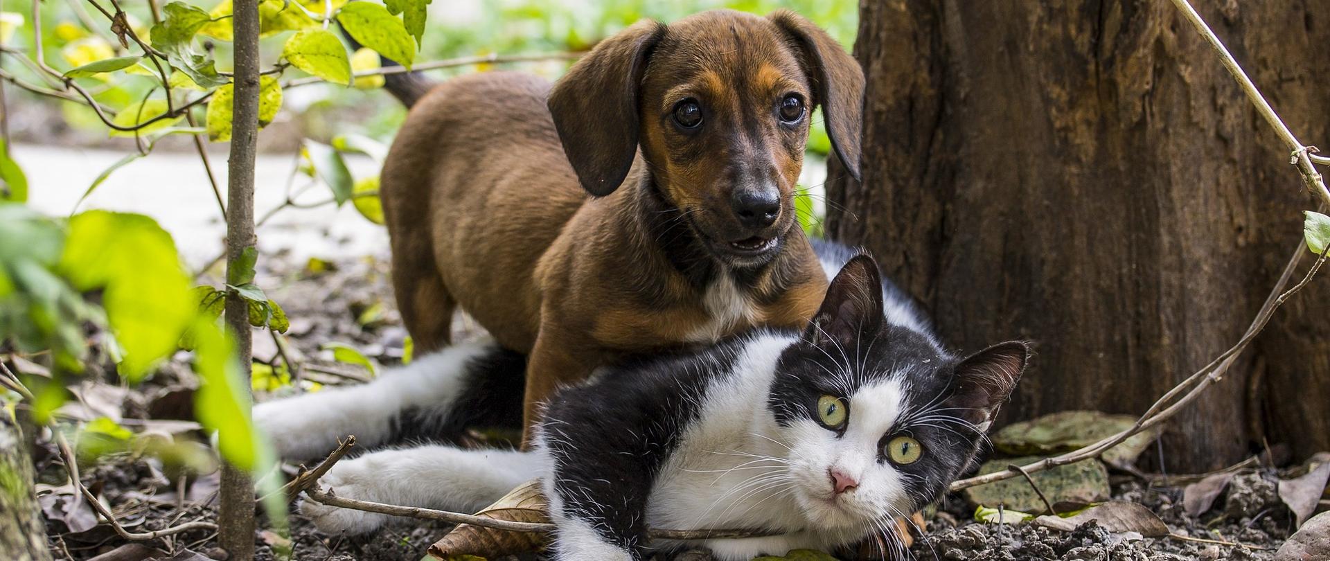 grafika przedstawia zdjęcie psa i kota 