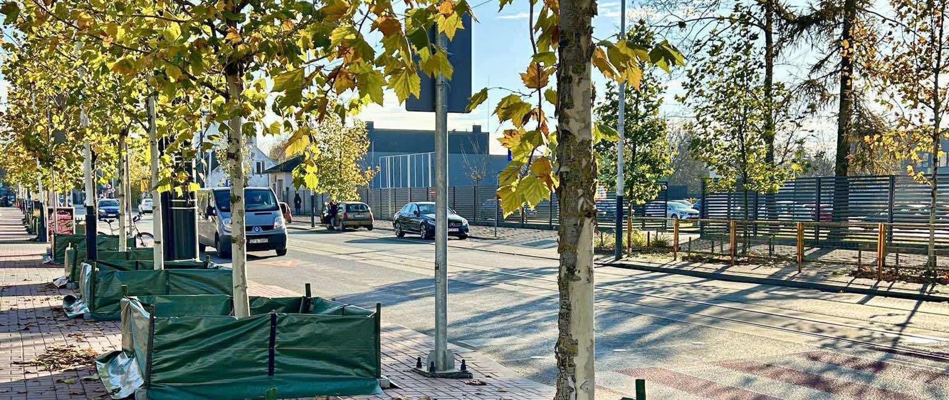 Rząd młodych drzew rosnących przy chodniku, zabezpieczonych zielonymi osłonami z brezentu. Na ziemi leżą jesienne liście, a w tle widać ulicę z przejeżdżającymi samochodami.