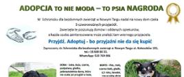 Plakat promujący adopcję psów ze schroniska - 2026.09