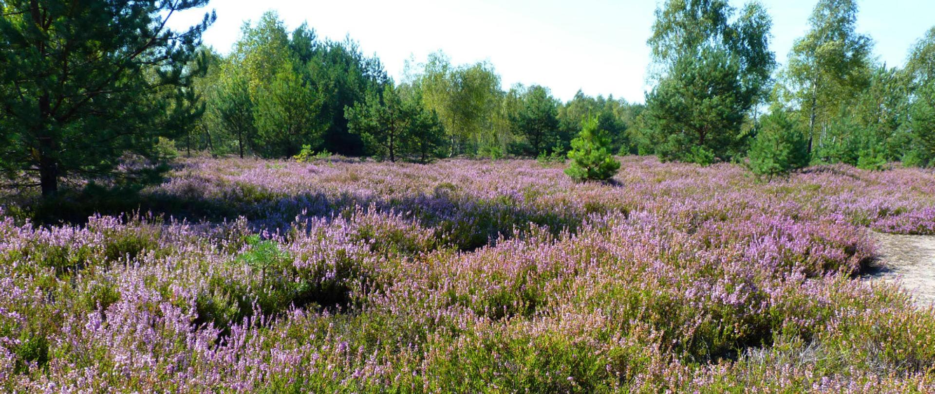 Wrzosy na wrzosowisku, panorama wrzosowiska