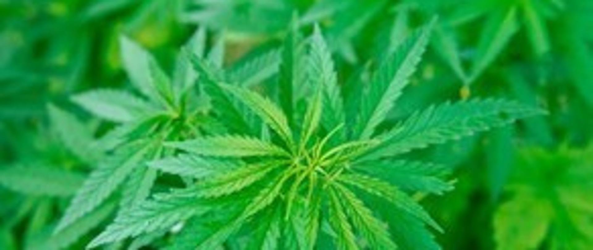 Uprawa maku i konopi włóknistych - zdjęcie