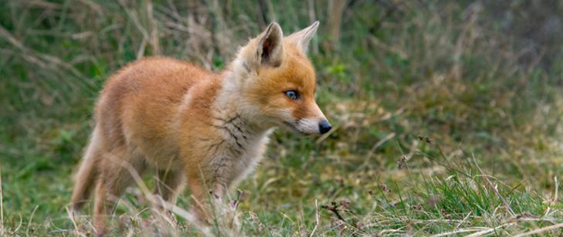 Uwaga! Akcja szczepienia lisów