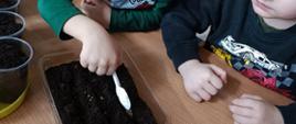 Dzieci przygotowują sadzonki