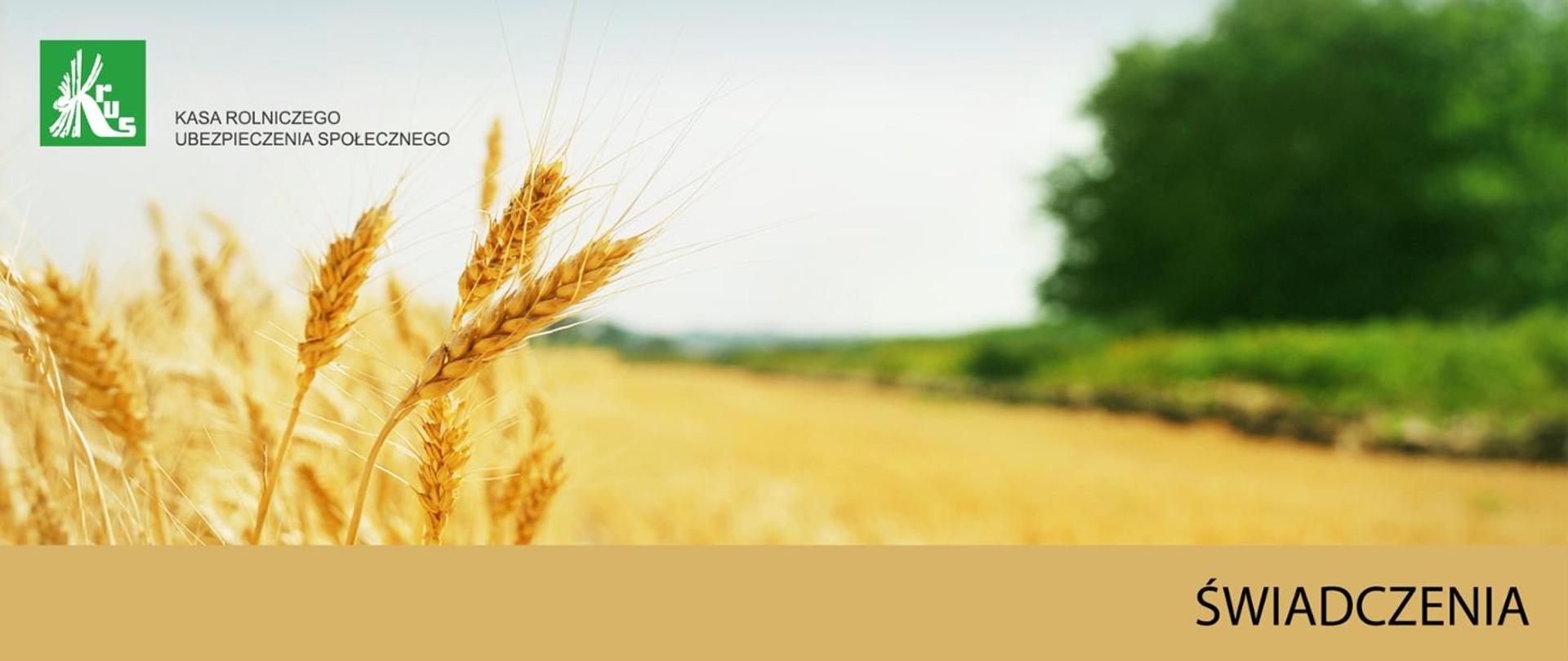  zdjęcie przedstawia kłosy na polu