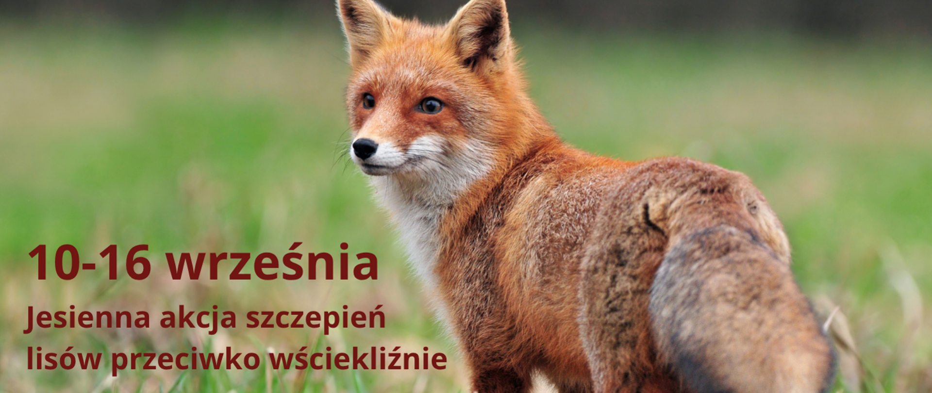 grafika szczepienie lisów