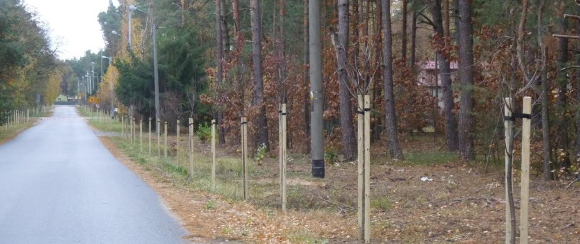 Nasadzenia drzew przy drogach na terenie Gminy Zabrodzie