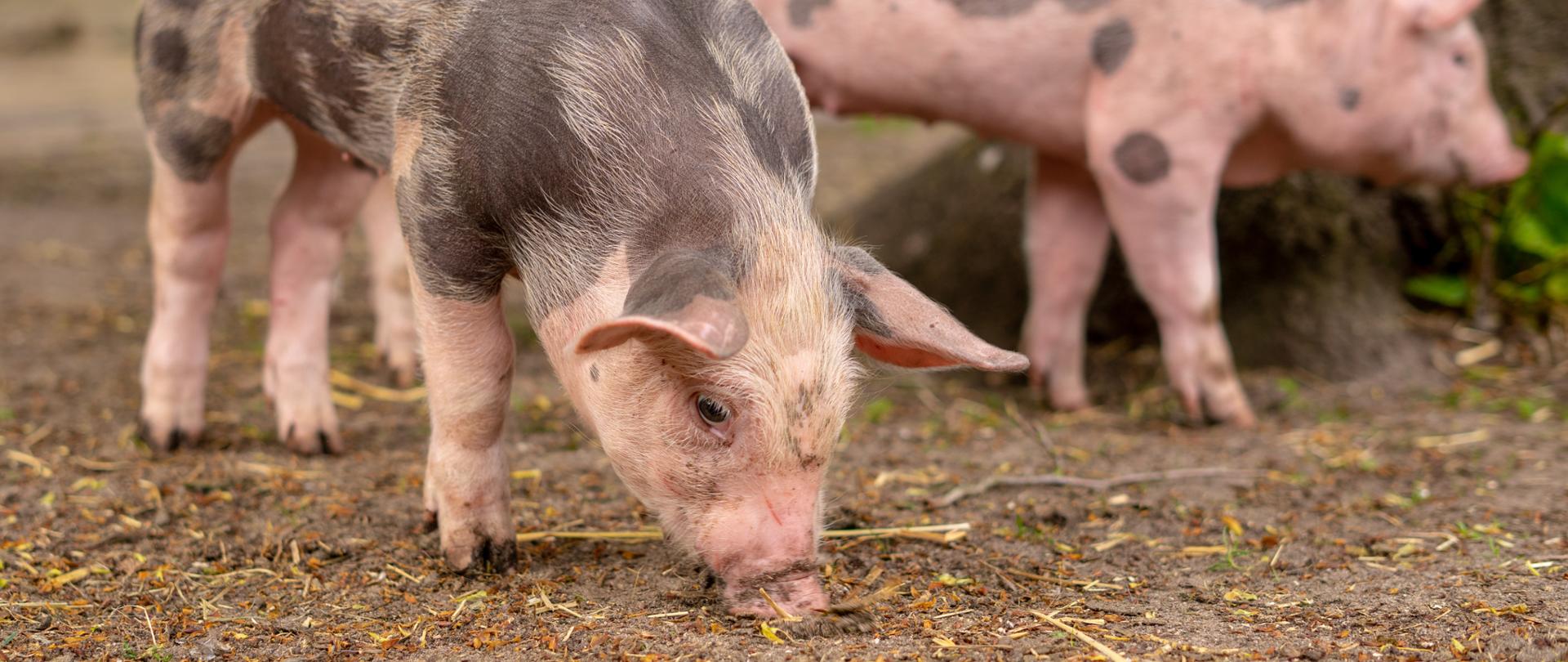 Dwa prosięta o różowo-czarnej sierści stoją na ziemi w pobliżu drzewa; jedno z nich znajduje się na pierwszym planie i węszy lub zjada coś z podłoża, drugie w tle.