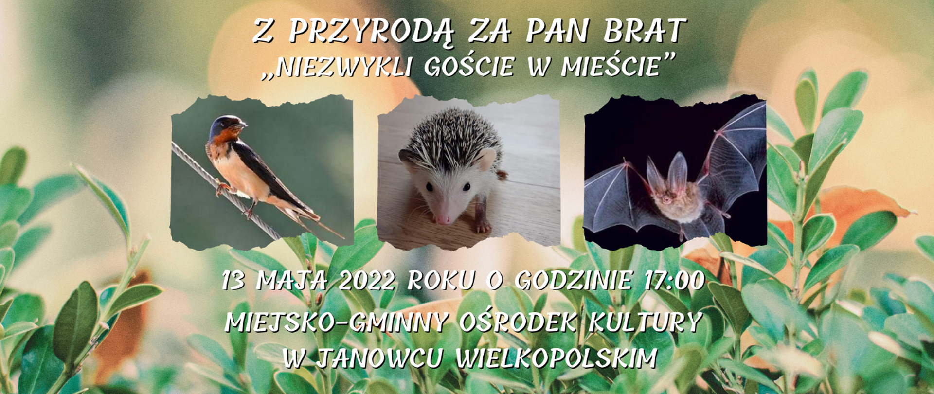 grafika przedstawia jaskółkę, jeża i nietoperza, na grafice znajduje się napis
Z PRZYRODĄ ZA PAN BRAT NIEZWYKLI GOŚCIE W MIEŚCIE, 13 maja 2022 roku o godzinie 17, Miejsko-gminny ośrodek kultury w Janowcu Wielkopolskim