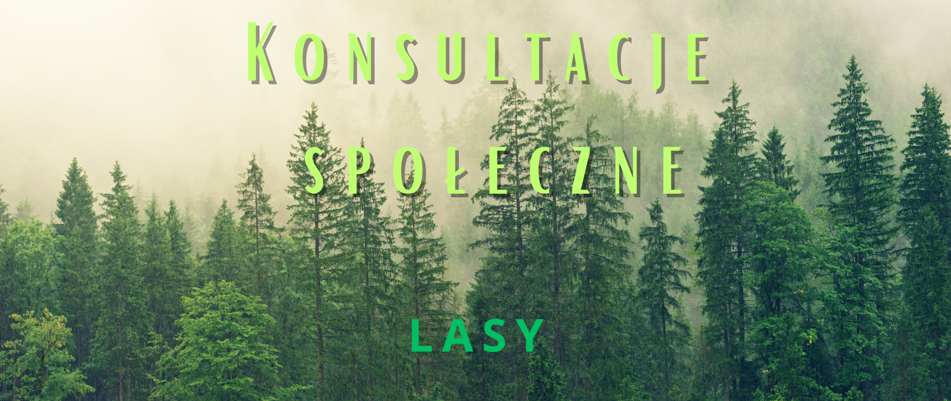 Konsultacje Lasy