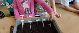Dzieci sadzą cebulki w doniczce