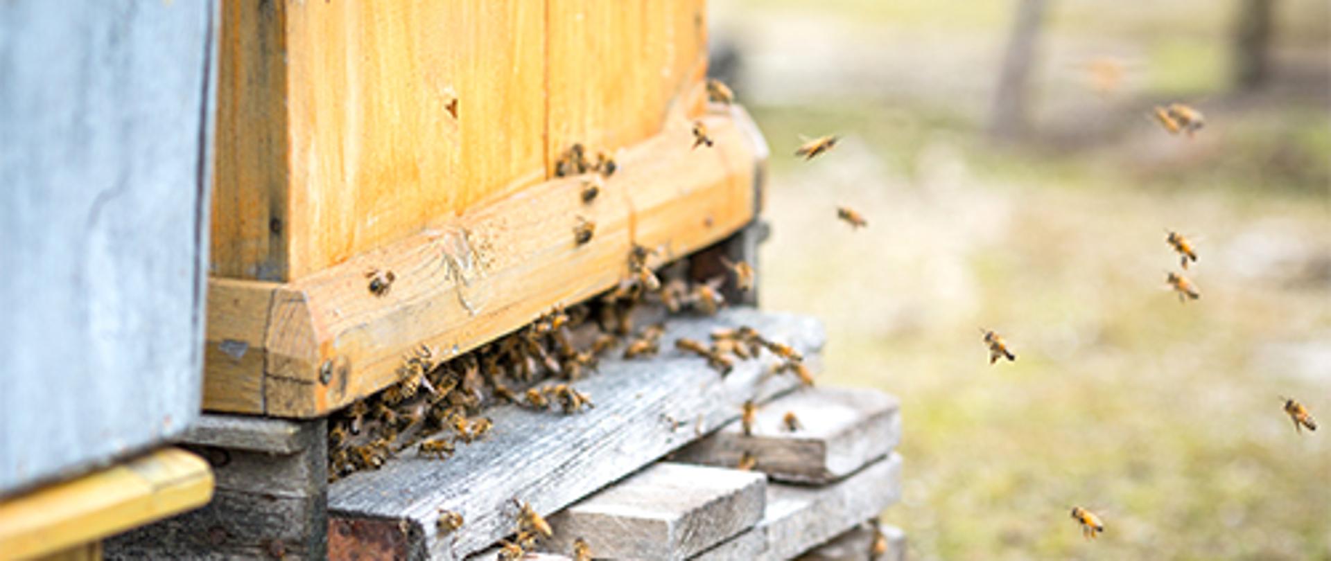 Pszczoły w ulu