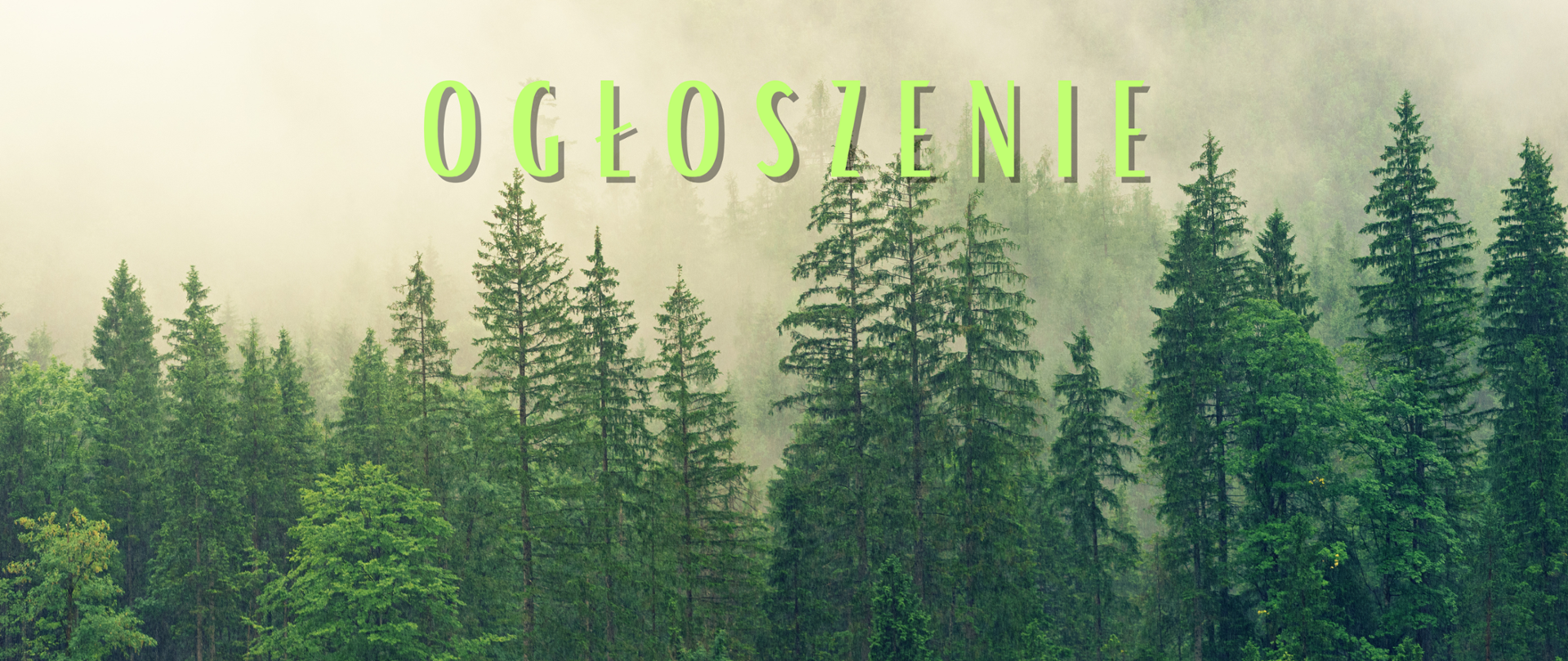Ogłoszenie Lasy Państwowe