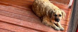 Pies leżący w drewnianym kojcu