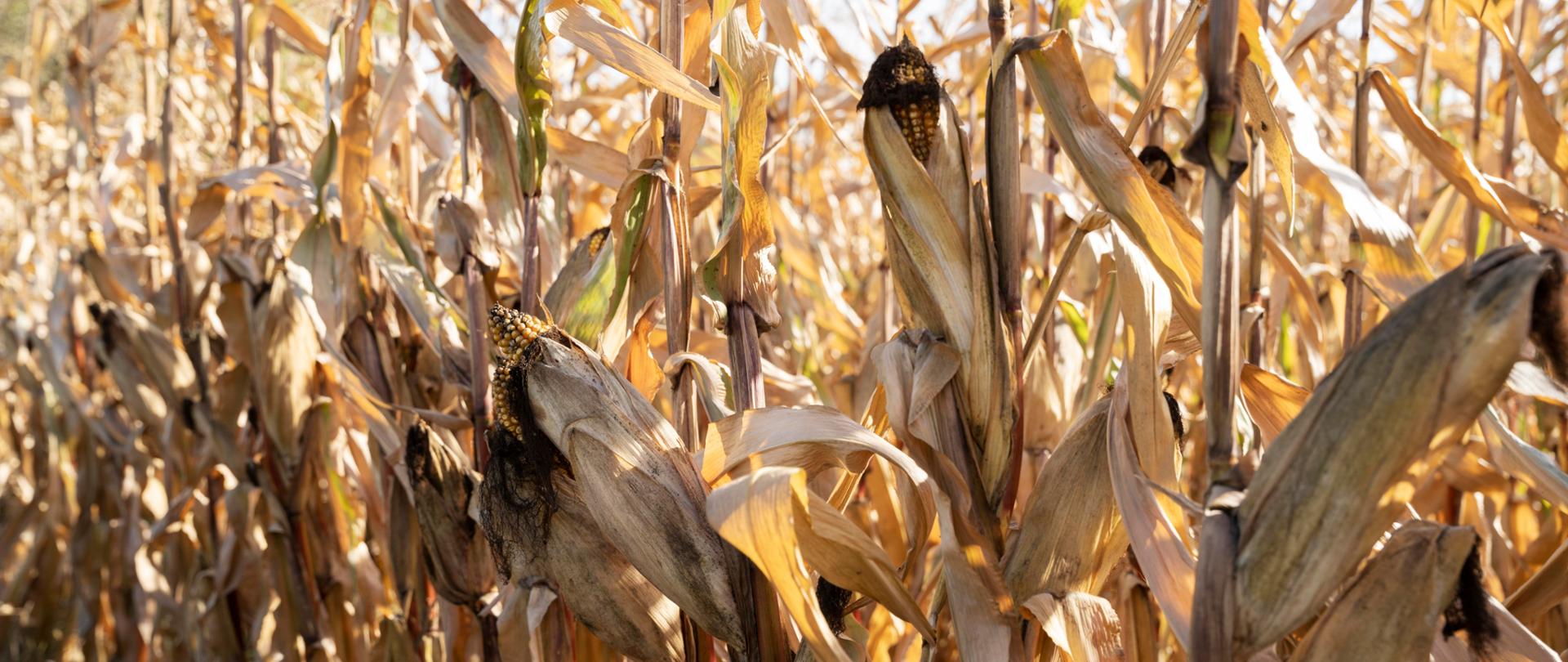 rural-lifestyle-concept-with-corn-field