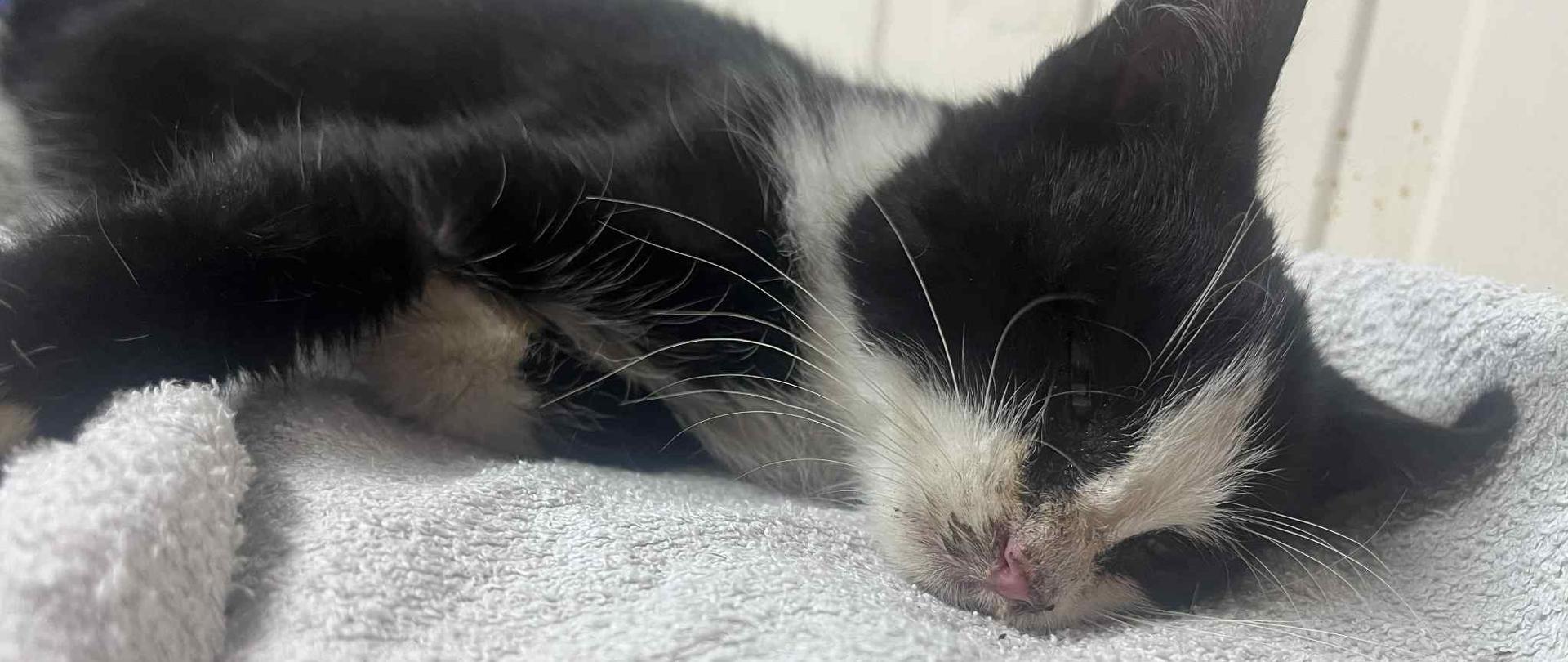 Kot leżący na kocu