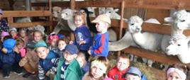 Dzieci pozują przy zagrodzie z alpakami