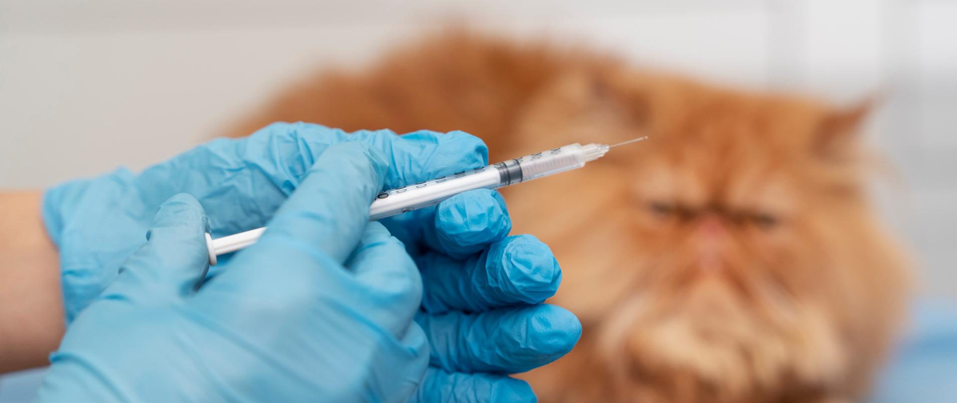 veterinarian-taking-care-pet