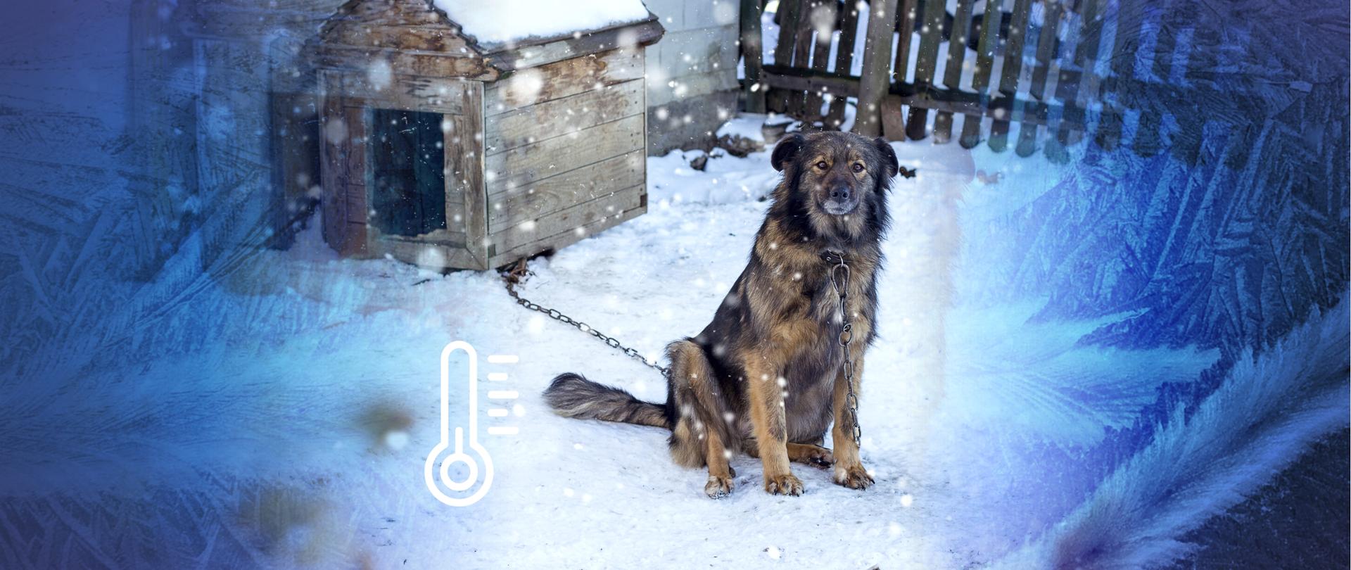 Grafika przedstawia dużego, puszystego psa o brązowo-czarnym umaszczeniu, siedzącego na śniegu obok drewnianej budy, do której jest przywiązany łańcuchem. Zwierzę patrzy prosto w obiektyw, a wokół niego widać gęsto padający śnieg. Po bokach znajduje się niebieska tekstur przypominającą szron i lodowe kwiaty na szybie. W dolnej części, po lewej stronie od psa, umieszczono białą, uproszczoną ikonę termometru wskazującego niską temperaturę. Obraz ma charakter informacyjny, podkreślający trudne warunki, w jakich znajdują się zwierzęta podczas mroźnej zimy.