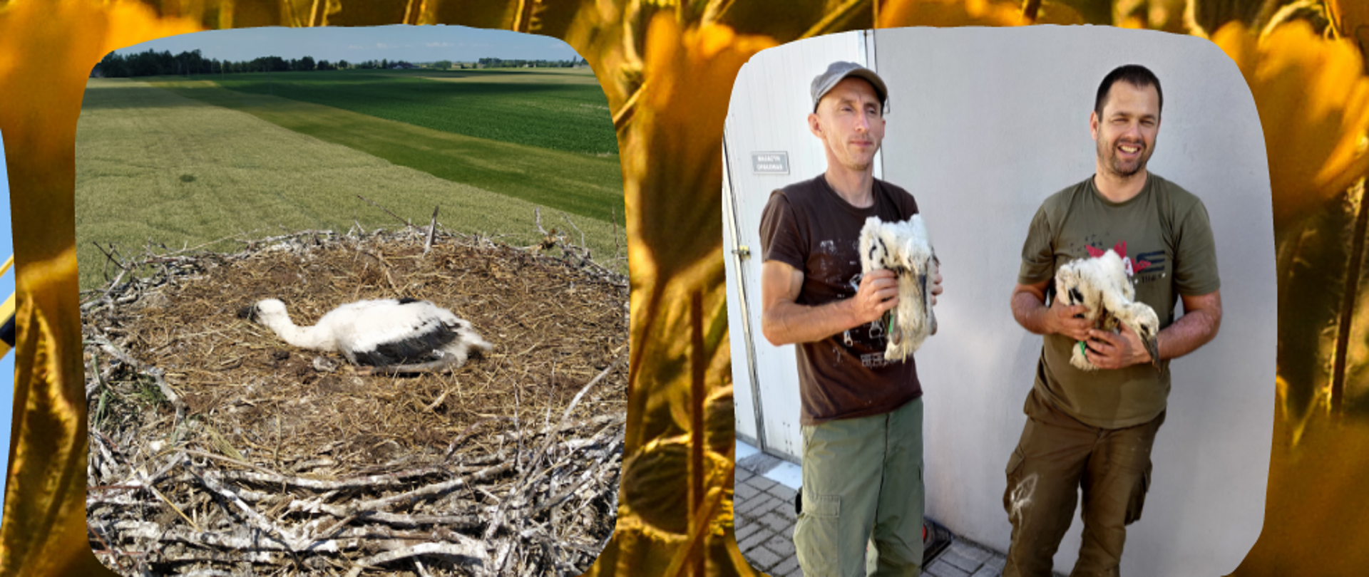Podobnie jak w ubiegłym roku, również w tym sezonie lęgowym na terenie Gminy Janowiec Wielkopolski młode bociany białe (łac. Ciconia ciconia) zostały zaobrączkowane tzn. otrzymały obrączki ornitologiczne. Akcję obrączkowania prowadził Zespół Obrączkarski Rościnno w składzie Hubert Czarnecki - kierownik zespołu oraz Adam Loręcki.