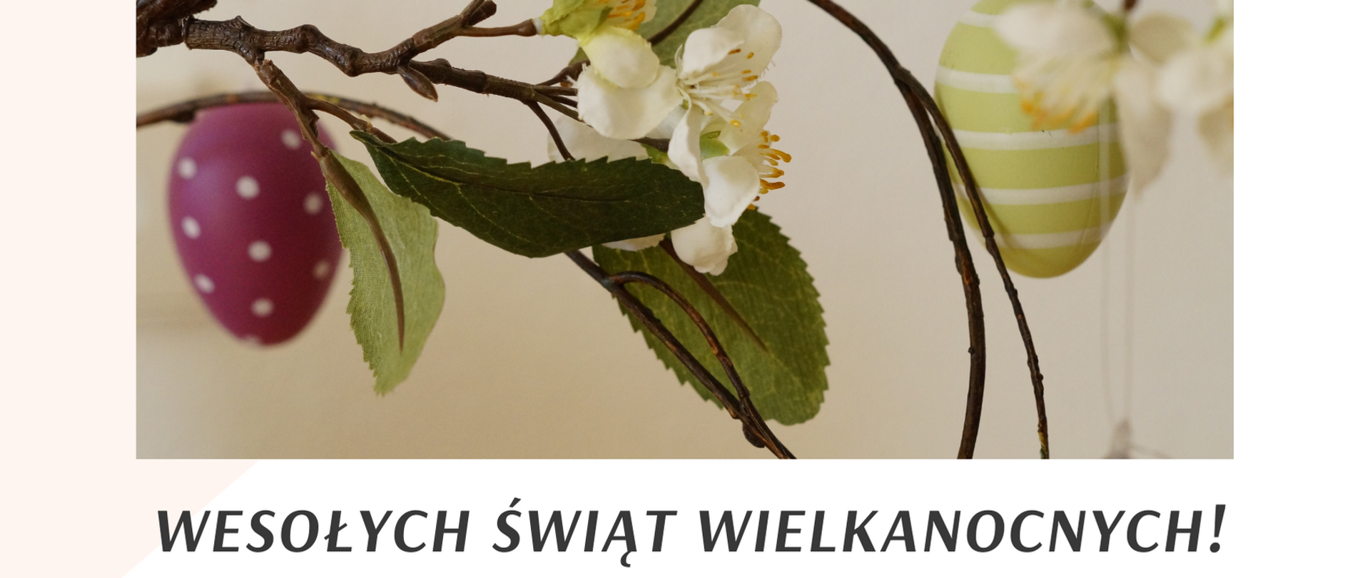Kartka na której widnieje gałąź kwitnącej wiśni oraz powieszone na niej pisanki.