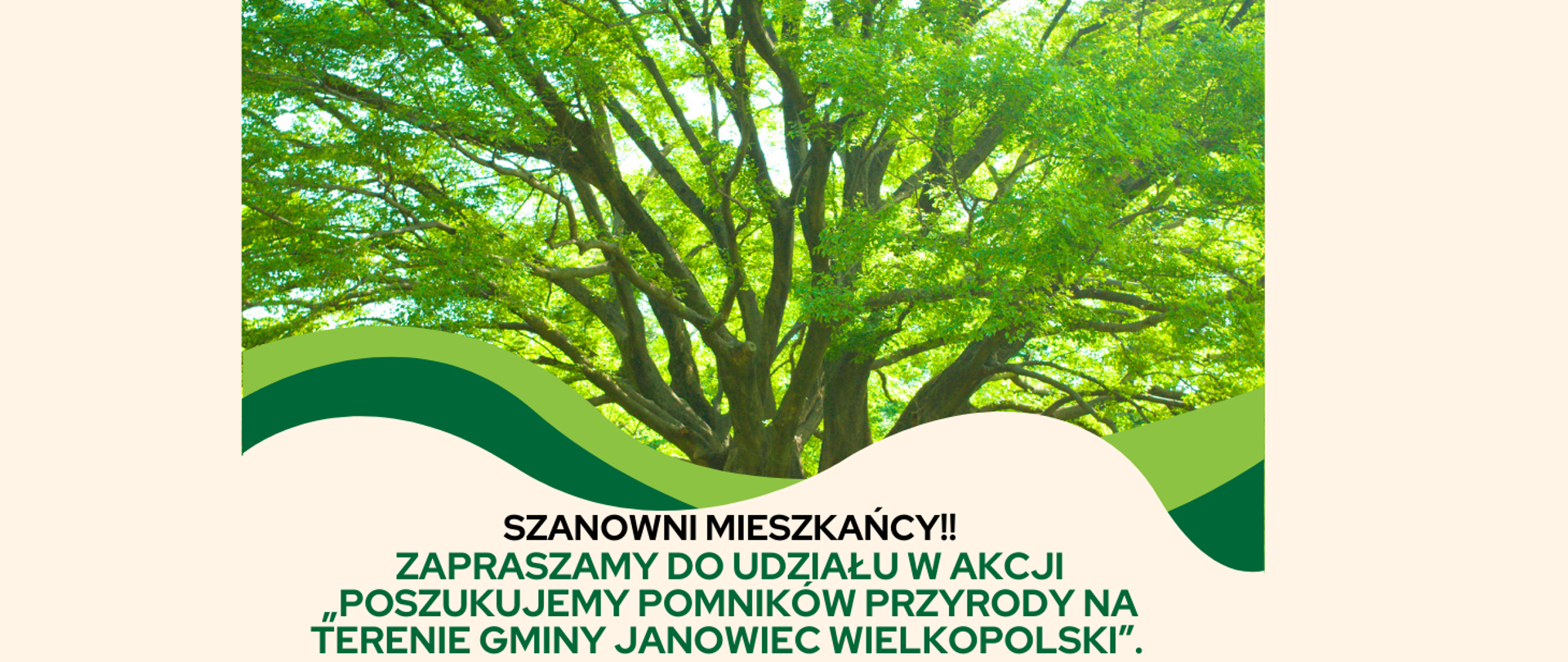 Zapraszamy do udziału w akcji „Poszukujemy pomników przyrody na terenie Gminy Janowiec Wielkopolski”