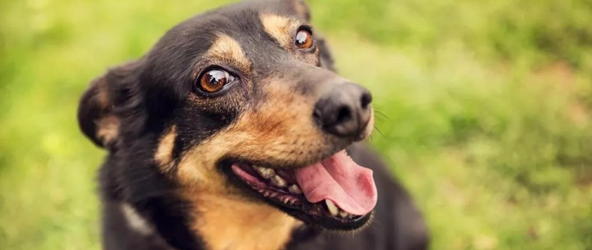 pies- ochrona zwierząt