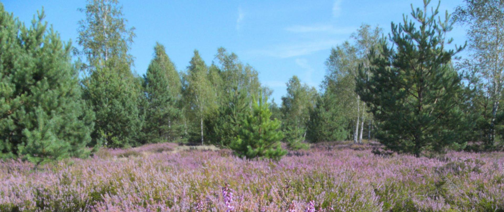 wrzosowiska