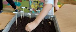 Dzieci sadzą cebulki w doniczce
