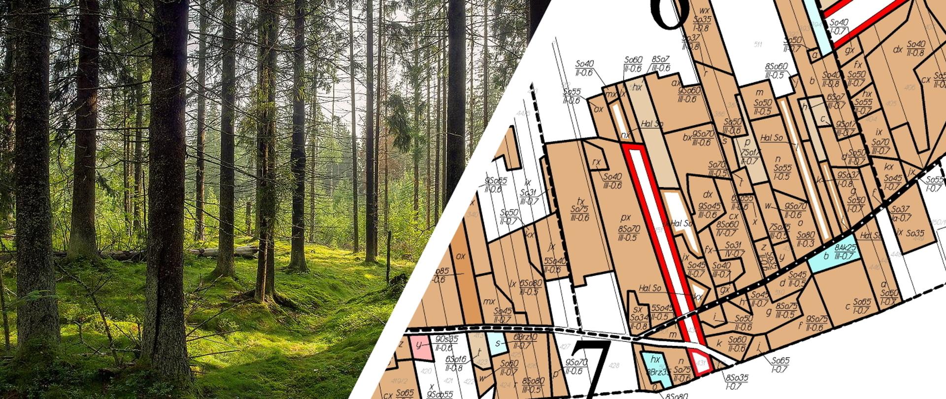 Zdjęcie drzew w lesie, z prawej strony mapa z widocznymi podziałami na działki