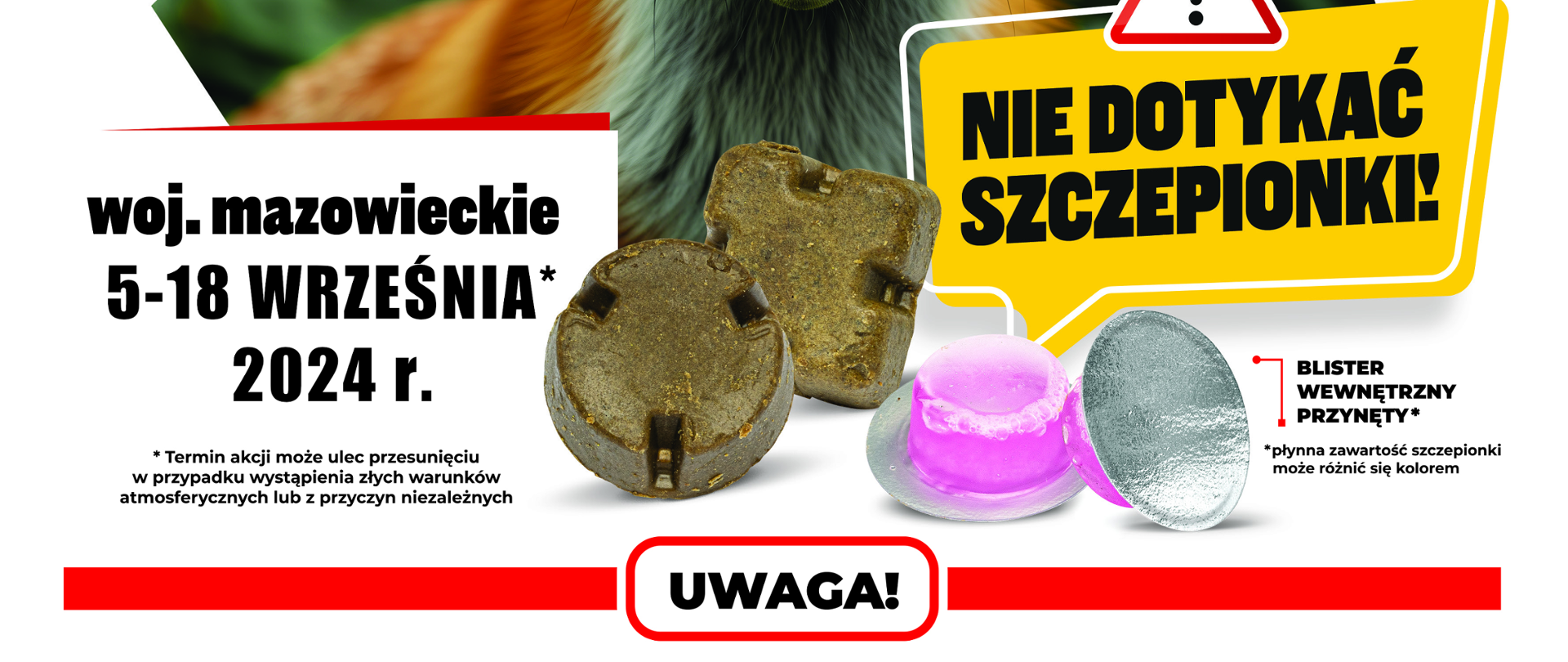 Szczepienie lisów przeciwko wściekliźnie. Zdjęcie lisa. Inspekcja weterynaryjna. Dofinansowane przez Unię Europejską. woj. Mazowieckie 5-18 września 2024r. nie dotykać szcZepionki