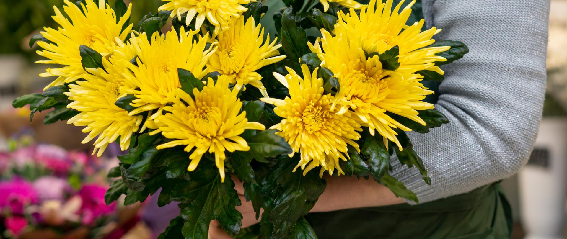 Osoba w zielonym fartuchu trzyma w rękach bukiet dużych, żółtych chryzantem. W tle widoczne są inne kwiaty w kwiaciarni.